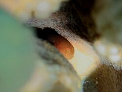 Le minuscule Paragobiodon modestus, caché dans un corail Pocillopora.JPG