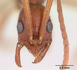 Leptogenys manni casent0178785 head 1.jpg