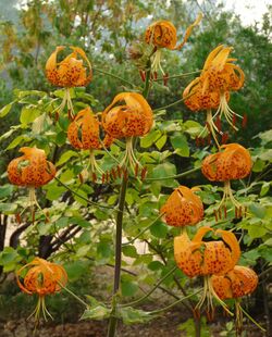 Lilium humboldtii2.jpg