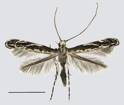 Liocrobyla desmodiella (10.3897-zse.94.25460) Figures 1–4 (cropped).jpg