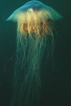 Lion's mane jellyfish, or hair jelly, Cyanea capillata, the largest know jellyfish in Newfoundland, Canada. (21390221575).jpg