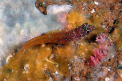 Lipophrys nigriceps 02-09-07 1.jpg