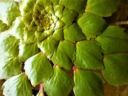 Ludwigia Sedioides close up.jpg