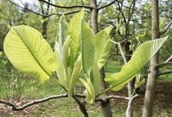 Magnolia macrophylla ssp. macrophylla.jpg