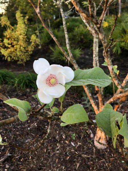 File:Magnolia sieboldii 'Colossus'.jpg