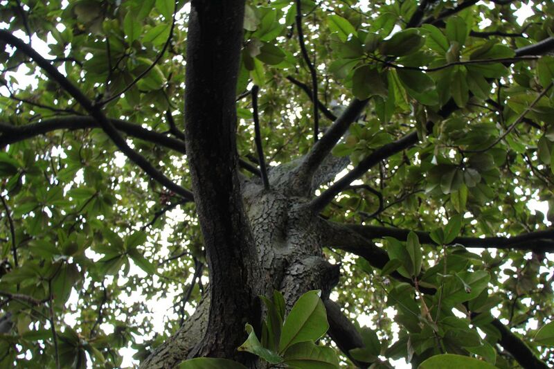 File:Magnolia tree mid-afternoon.JPG