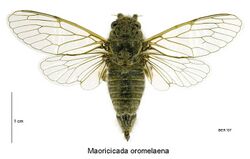 Maoricicada oromelaena female.jpg