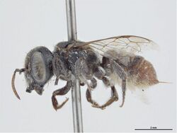 Megachile clypeata f.jpg