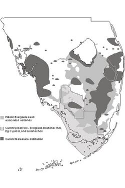 Melaleuca quinquenervia distribution in florida.jpg