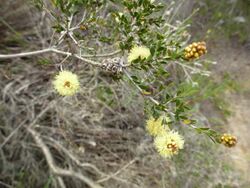 Melaleuca thymoides (leaves, flowers, fruits).JPG