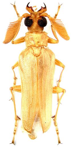 Microarthron komarowi male.jpg