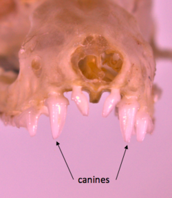 The frontal view of microbat teeth