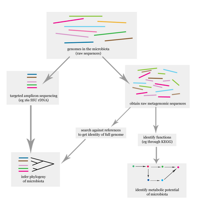 Microbiome analysis flowchart