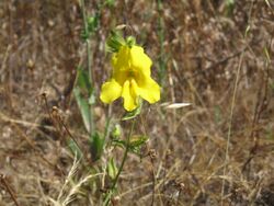 Mimulus brevipes.jpg