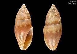 Mitromorpha gofasi (MNHN-IM-2000-2975).jpeg