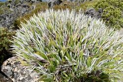 Mt wellington pineapple grass.jpg