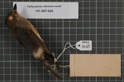 Naturalis Biodiversity Center - RMNH.AVES.130383 1 - Pachycephala rufiventris meeki Hartert, 1898 - Pachycephalidae - bird skin specimen.jpeg