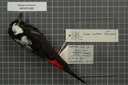 Naturalis Biodiversity Center - RMNH.AVES.28972 1 - Peltops montanus Stresemann, 1921 - Monarchidae - bird skin specimen.jpeg