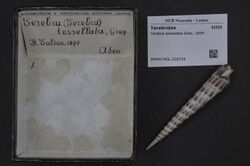 Naturalis Biodiversity Center - RMNH.MOL.226734 - Terebra tessellata Gray, 1834 - Terebridae - Mollusc shell.jpeg