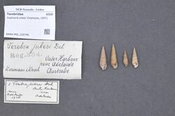 Naturalis Biodiversity Center - RMNH.MOL.226746 - Duplicaria jukesi (Deshayes, 1857) - Terebridae - Mollusc shell.jpeg