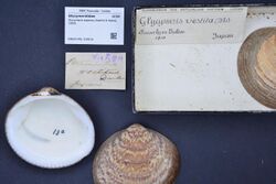 Naturalis Biodiversity Center - RMNH.MOL.316014 - Glycymeris aspersa (Adams & Reeve, 1850) - Glycymerididae - Mollusc shell.jpeg