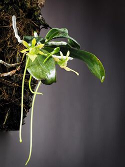 Neobathiea grandidierana (whole plant).jpg