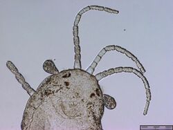 Nerilla antennata, prostomium.jpg