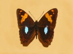 Nymphalidae - Adelpha justina.JPG