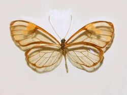 Nymphalidae - Greta libethris.JPG