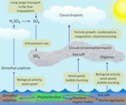 Ocean gas, aerosol, and cloud linkages.png