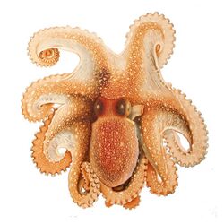 Octopus salutii Merculiano.jpg