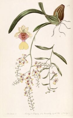 Oncidium raniferum - Edwards vol 24 (NS 1) pl 48 (1838).jpg