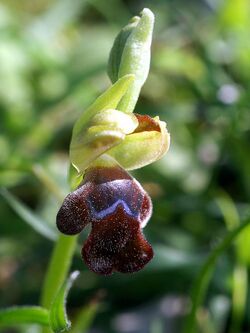 Ophrys omegaifera Rhodos 01.jpg