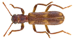 Opilo domesticus (Sturm, 1837) (16016852568).png