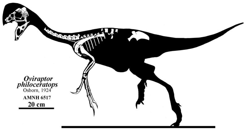 File:Oviraptor philoceratops skeleton.jpg