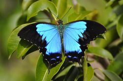 Papilio montrouzieri.JPG