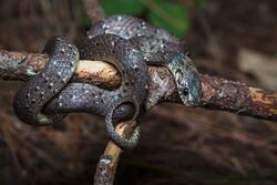 Pareas macularius, Spotted slug snake.jpg
