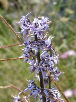 Petromarula pinnata - Blüten.jpg