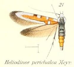 Pl.2-21-Heliodines perichalca Meyrick 1912.jpg