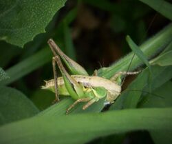 Platycleidini nymph. Could be Modestana modesta or ebneri (44949794391).jpg