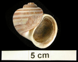 Pomacea cumingi shell.png