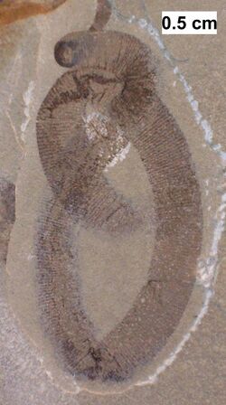 Probable leech from the Waukesha Biota.jpg