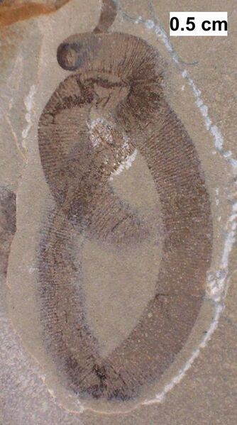 File:Probable leech from the Waukesha Biota.jpg