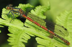 Pyrrhosoma nymphula 9562.jpg