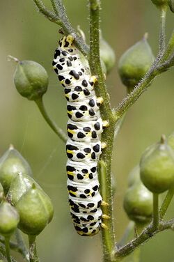 Shargacucullia.scrophulariae.caterpillar.jpg