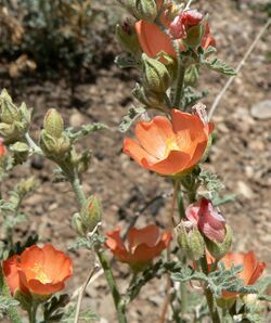 Sphaeralcea grossulariifolia 8.jpg