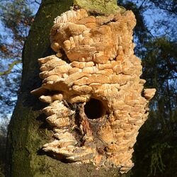 Spongipellis pachyodon (Spongy Toothed Polypore, D= Breitstacheliger Schwammporling, F= Polyporus denté, NL= Getande kaaszwam), very rare in Holland, at a still living beech at Schaarsbergen forest. The hole of the woo - panoramio.jpg