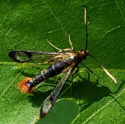 Synanthedon acerrubri (Maple Clearwing Moth) 2023-06-09.jpg