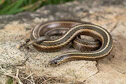 Thamnophis brachystoma.jpg