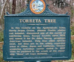Torreya taxifolia croom sign.jpg